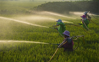 The price of pesticides on domestic market rose steadily in August