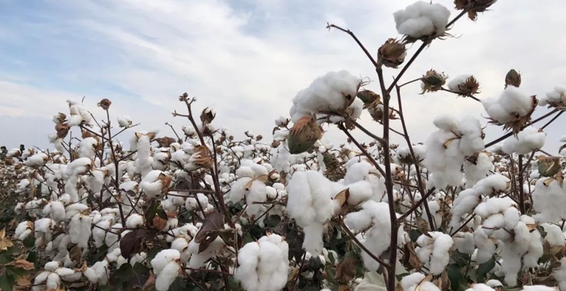 China 2015 cotton imports hit multi-year low, to drop more in 2016
