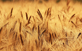 加拿大拟修订除草剂Tolpyralate在大麦和小麦中的最大残留限量